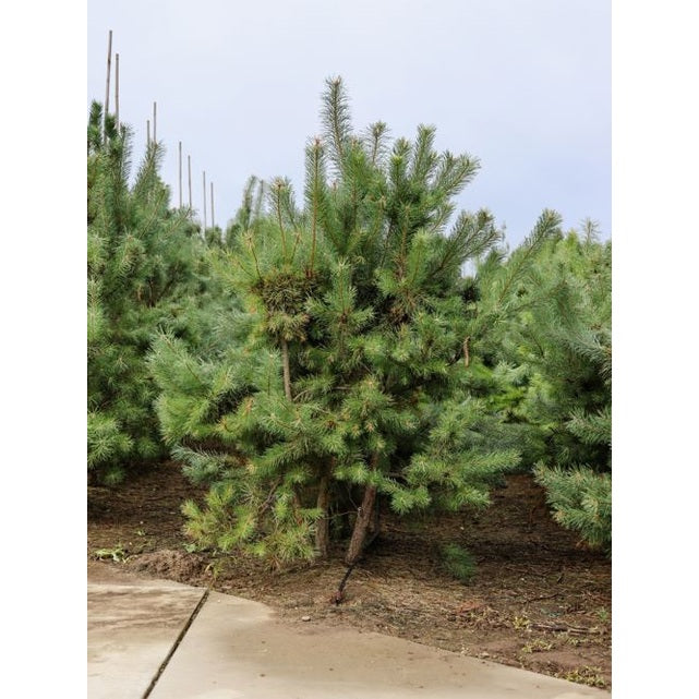 Tall - Pinus sylvestris 200-250 MS
